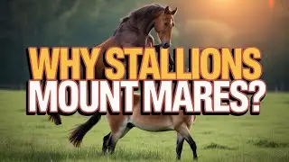 Why Stallions Mount Mares | Horse Mating Instincts & Behavior Explained