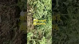 Tomato cultivation management
