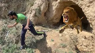 Village May lion a gia😨|| lion  in our village