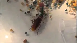 Ampulex compressa Vs Periplaneta americana