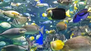 Swimming Fish for Cats to watch