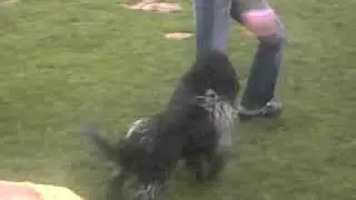 Reva op training, kattenloop!
