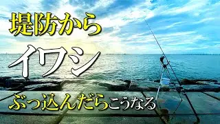 堤防からイワシぶっ込んだら何かが起こる？【大野漁港】｜常滑｜知多半島新規開拓の旅