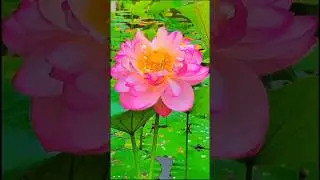 Beautiful Flowers Garden 🌸 | Peaceful Nature Walk | SM Nature & Flower Vlogs #shorts