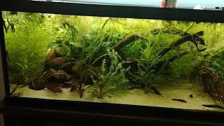 Dornaugen laichen - pangio kuhli spawning