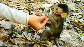 Best relationship Baby monkey Patricia and human, Patricia not scared and making fun