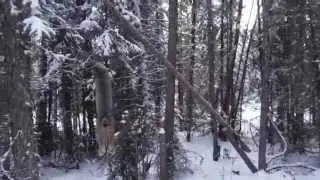 Lynx In A Flip Up Snare
