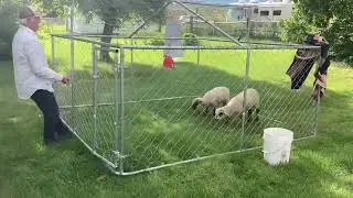 Moving sheep daily on the lawn