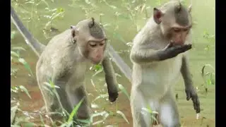 How To See Bronx Young Monkey Walk in water  To Find  Frog & Fish  in order to Catch  in Baphoun