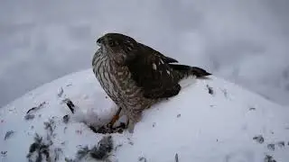 Sharp-shinned Hawk Holding a House Sparrow as its Comrades Object