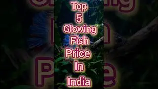 Top 5 Glowing fish price in india