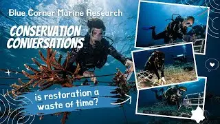 🌊 5 Myths About Saving Coral Reefs 🪸 (And What Actually Works)