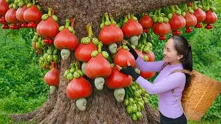 Harvesting Rare Red Cashew Fruits | Curious Crowds & Sold Out Fast at the Market