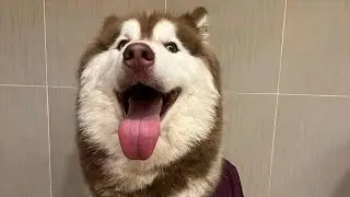 Roman so naughty 🐶🥰💚🫶 #husky #funnyhusky #cute #cutefunny #pets