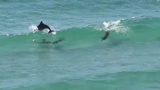 Dolphins surfing in the Gulf of Mexico at Navarre Beach Florida. HD