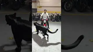 #panther #blackpanther #honda #bike #cb300