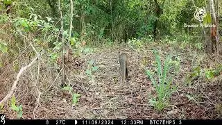 Armadillo, Jaguarundi, and Nature's Sounds: A Forest Immersion!