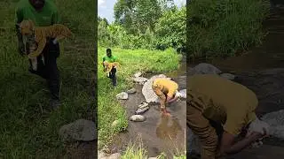 fake tiger prank funny video