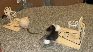 My pet rats Popcorn and Toast playing vs basketball (while Jellybean tries to butt in lol)!