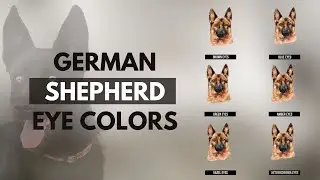 German Shepherd Eye Colors Chart: Rare & Common Eye Colors List (2024)