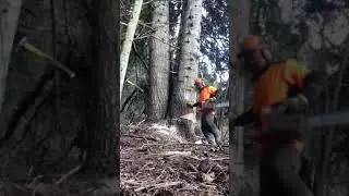 B&ucirc;cheron vall&eacute;e de l'ubaye🌲