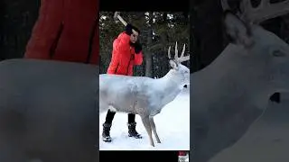 A Deer is Rescued trapped inside ice shell #rescue #wildlife #wildliferescue