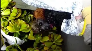 Rescuing a flying-fox trapped in a courtyard:  this is Johnnie