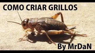 Como criar grillos | Guía rapida