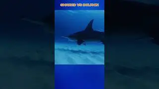 Dolphin vs Shark Intelligence Beats Power!