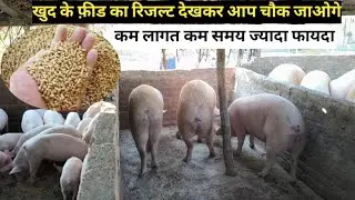 Khud ka banaya feed best result kam samay kam lagat jyada fayda