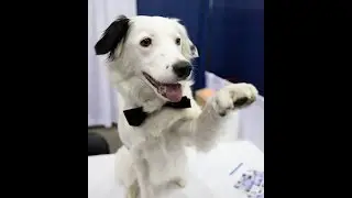 Sharing the Unboxing of #Hero The #SuperDog @sara__hero @PetPrints3D