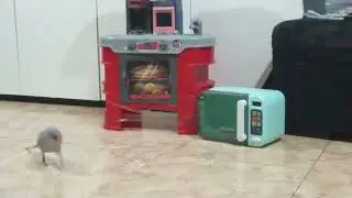 Drag&atilde;o a brincar com os brinquedos da susaninha
