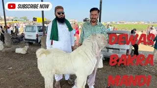 Dewas bakra mandi live update 15 January 2026