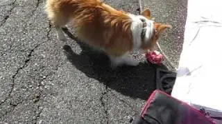 kaley corgi fraps with coke can