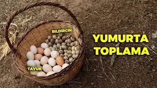 sabah yumurta toplama rutinim - göle gittim - yabani keklik yavruları
