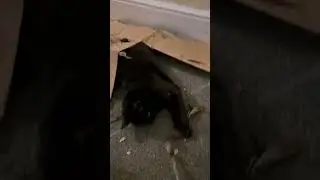 My 16 year old cat  still active