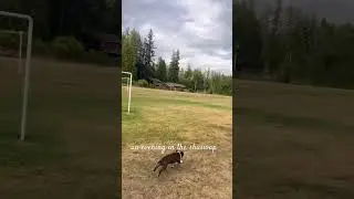 sometimes we just need to chill out and throw a disc or 3. 🥏 #shuswapliving #shuswaplake #discgolf