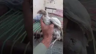 #roosteryear #roosterteethrwby #urbanroosters #therooster #yearoftherooster #roosterfish #roost