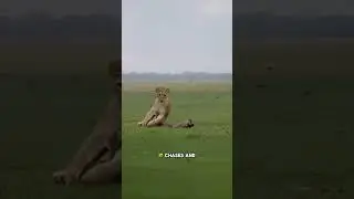 A lion cub practices hunting by targeting a young African warthog #AnimalKingdom #PredatorVsPrey