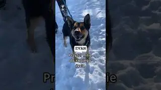 EVAN - jest gotowy do pokochania i adoptowania / czytaj opis ! #dog #pies #shorts  #shortvideo