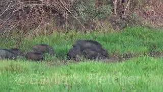 Wild Pigs, Cambodia. 20190506_055926.m2ts