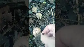 ЛЕСНОЙ ШАМПИНЬОН, ЭЛИТНЫЙ ДЕЛИКАТЕС