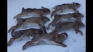 Small Game Hunting - Cottontail Rabbit Limit with Shotgun