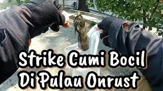Strike cumi bocil di pulau Onrust