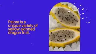 YELLOW DRAGON FRUIT (VARIETY: PALORA)