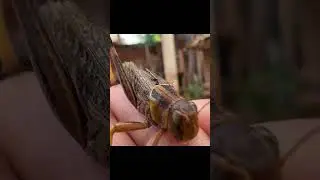 Catching insects in the garden  got Mantis Caterpillars Larva WhiteTadpoles Betta fish 020