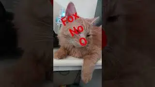 cool name lol#cat #funny #kitty