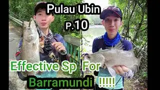 Super Effective Sp for Hunting Barramundi part 10 With @Fisherminnn#pulauubin#mangrove#singapore
