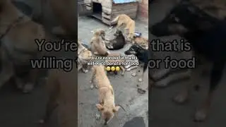 Please donate for food.#help #kindness #shelter #organization #adopt #care #give #feeds #support