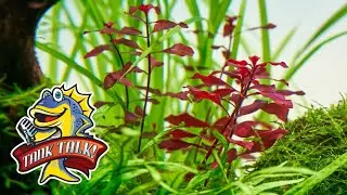 Do Your Fish Get Enough O2? Drilling Aquariums and Co2